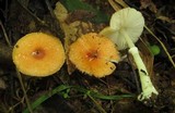 Leucoagaricus rubrotinctus image