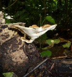 Antrodiella versicutis image