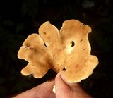 Antrodiella versicutis image