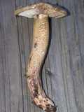 Tricholoma aurantium image