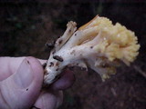 Ramaria cystidiophora var. citronella image