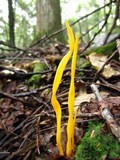 Clavulinopsis fusiformis image