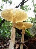 Amanita brunnescens image