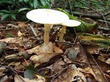 Amanita brunnescens image