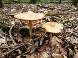Entoloma strictius image