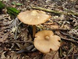 Entoloma strictius image