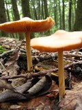 Entoloma strictius image