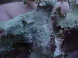 Platismatia norvegica image