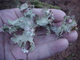 Platismatia norvegica image