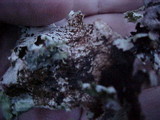 Platismatia norvegica image