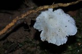 Cotylidia diaphana image