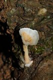 Cotylidia diaphana image