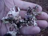 Platismatia norvegica image