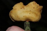 Mycobonia flava image