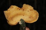 Mycobonia flava image