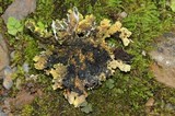 Pseudocyphellaria aurata image