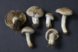 Inocybe leucoblema image