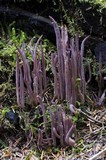 Alloclavaria purpurea image
