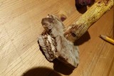Retiboletus griseus image