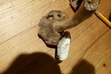 Boletus pallidus image
