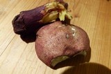 Boletochaete bicolor image
