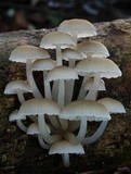 Roridomyces austrororidus image
