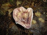 Russula mariae image