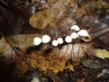Marasmius capillaris image