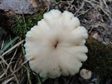 Lentinellus micheneri image