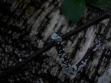 Trichoderma viride image