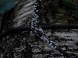 Trichoderma viride image