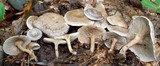Rhodocybe popinalis image