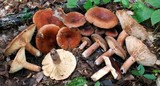 Lactarius corrugis image