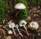 Gliophorus irrigatus image