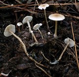 Collybia cirrhata image