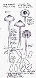 Cortinarius badius image