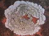 Diploicia canescens image