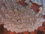 Diploicia canescens image