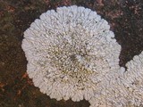 Diploicia canescens image