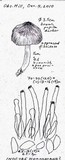 Inocybe hotsoniana image