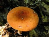 Lactarius volemus image