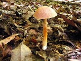 Aureoboletus auriporus image