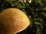 Aureoboletus auriporus image