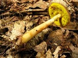 Aureoboletus auriporus image