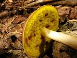 Aureoboletus auriporus image