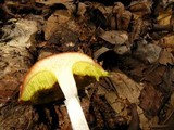 Aureoboletus auriporus image