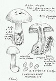 Cortinarius mutabilis image