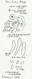 Collybia cirrhata image