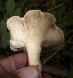 Polyporus craterellus image