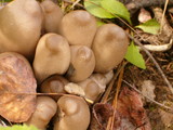 Coprinopsis acuminata image